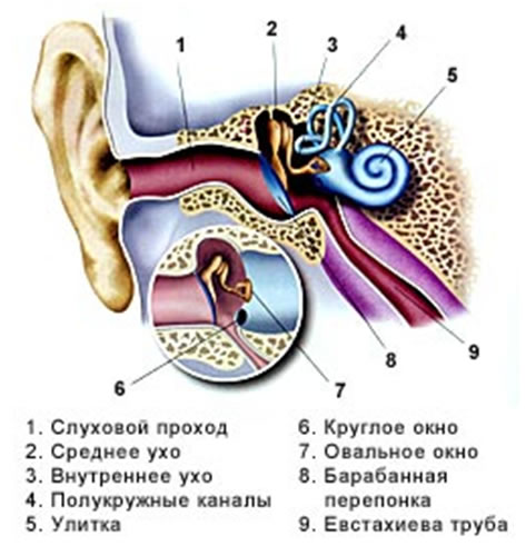 Тимпанит, или отит среднего уха